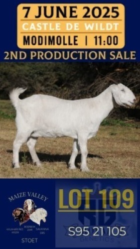 1X SAVANNA GOAT FLOCK DOE Maize Valley