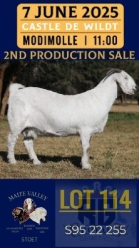 1X SAVANNA GOAT FLOCK DOE Maize Valley