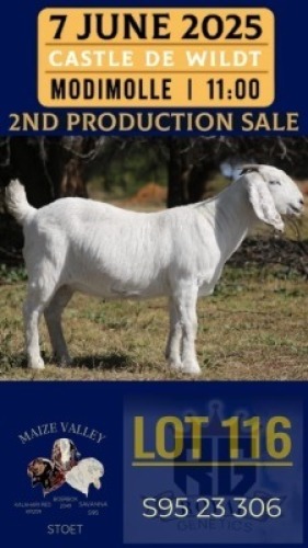 1X SAVANNA GOAT FLOCK DOE Maize Valley