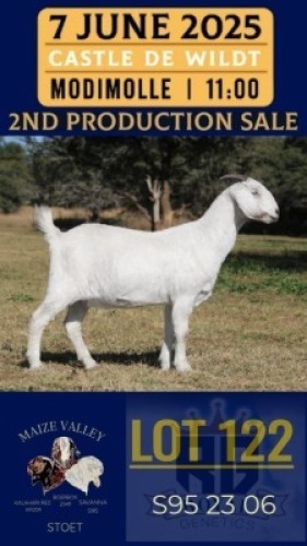 1X SAVANNA GOAT FLOCK DOE Maize Valley