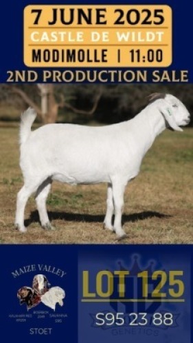 1X SAVANNA GOAT FLOCK DOE Maize Valley
