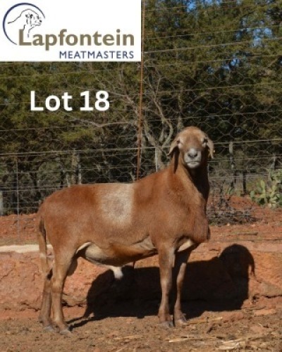 1X MEATMASTER RECORDED RAM LAPFONTEIN MEATMASTERS