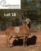 1X MEATMASTER RECORDED RAM LAPFONTEIN MEATMASTERS