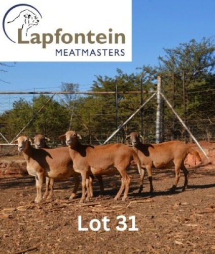 4X MEATMASTER NOT RECORDED EWE LAPFONTEIN MEATMASTERS (Per animal to take the lot)