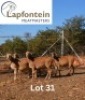 4X MEATMASTER NOT RECORDED EWE LAPFONTEIN MEATMASTERS (Per animal to take the lot)