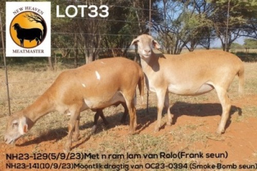 2+1X MEATMASTER NOT RECORDED EWE NEW HEAVEN (Per animal to take the lot)