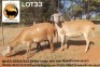 2+1X MEATMASTER NOT RECORDED EWE NEW HEAVEN (Per animal to take the lot)