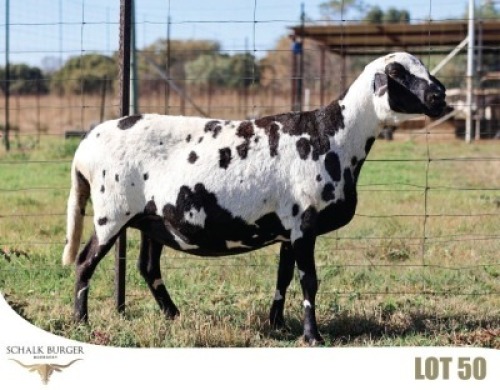 1X MEATMASTER NOT RECORDED EWE SCHALK BURGER MEATMASTERS