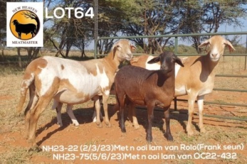 2+2X MEATMASTER NOT RECORDED EWE NEW HEAVEN (Per animal to take the lot)