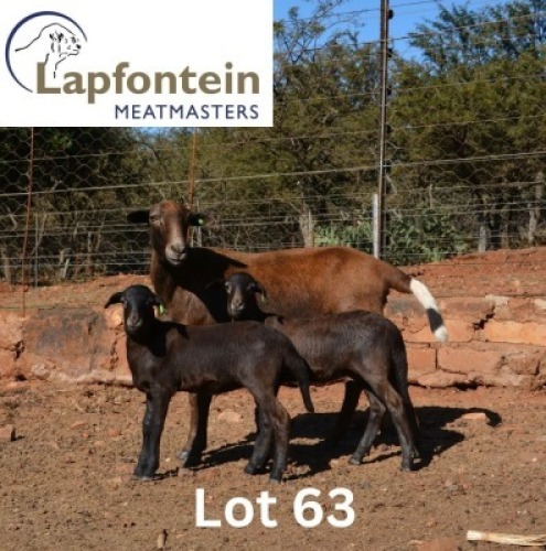 1+2X MEATMASTER NOT RECORDED EWE LAPFONTEIN MEATMASTERS