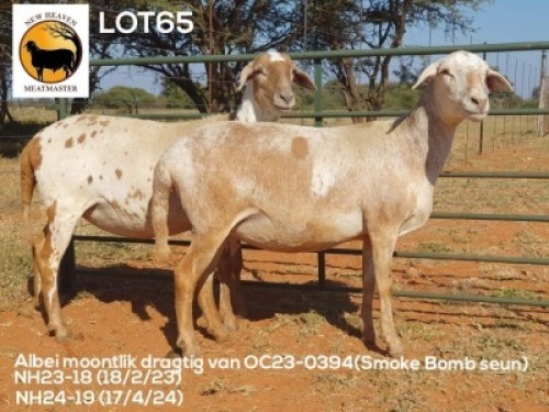 2X MEATMASTER NOT RECORDED EWE NEW HEAVEN (Per animal to take the lot)