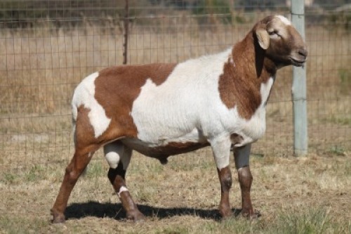 1X MEATMASTER RECORDED RAM RED RIBBON MEATMASTERS
