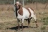 1X MEATMASTER RECORDED RAM RED RIBBON MEATMASTERS - 2