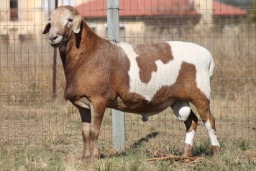 1X MEATMASTER RECORDED RAM RED RIBBON MEATMASTERS