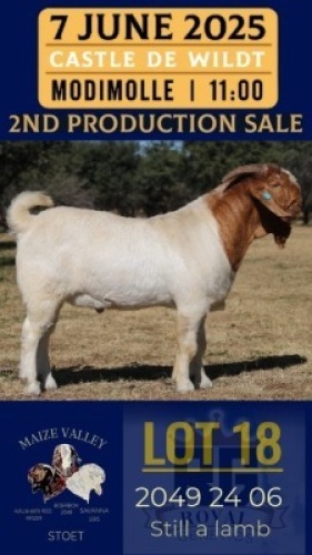 1X BOER GOAT STUD BUCK Maize Valley