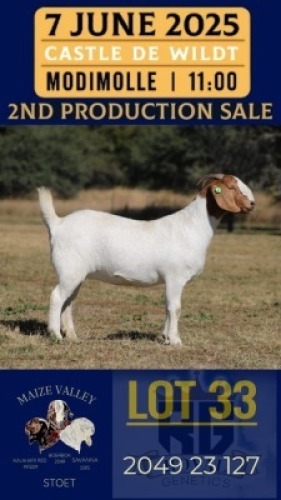 1X BOER GOAT FLOCK DOE Maize Valley