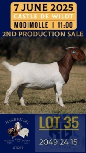 1X BOER GOAT STUD DOE Maize Valley