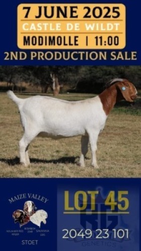 1X BOER GOAT STUD DOE Maize Valley