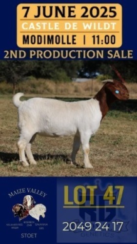 1X BOER GOAT STUD DOE Maize Valley