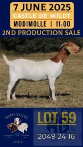 1X BOER GOAT FLOCK DOE Maize Valley