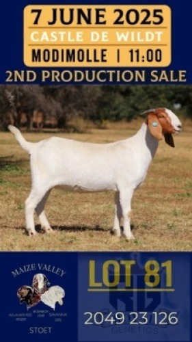 1X BOER GOAT STUD DOE Maize Valley