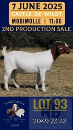 1X BOER GOAT STUD DOE Maize Valley