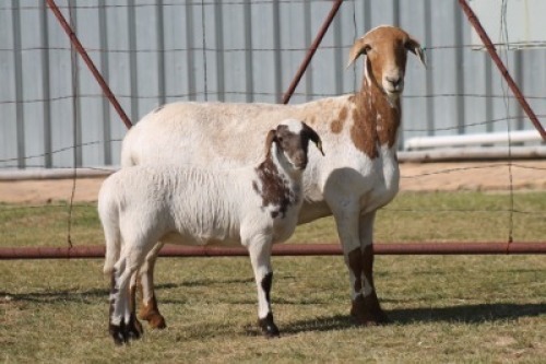 1+1X MEATMASTER NOT RECORDED EWE CORNE DU PLESSIS MEATMASTERS