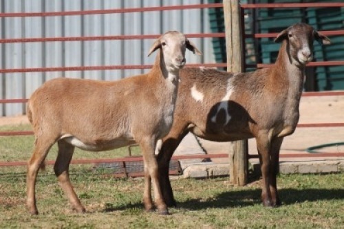 2X MEATMASTER NOT RECORDED EWE CORNE DU PLESSIS MEATMASTERS (Per animal to take the lot)