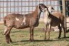 2X MEATMASTER NOT RECORDED EWE CORNE DU PLESSIS MEATMASTERS (Per animal to take the lot) - 2