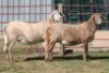 1X MEATMASTER NOT RECORDED EWE CORNE DU PLESSIS MEATMASTERS