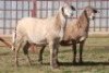 1X MEATMASTER NOT RECORDED EWE CORNE DU PLESSIS MEATMASTERS - 2