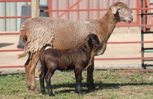 1+1X MEATMASTER NOT RECORDED EWE CORNE DU PLESSIS MEATMASTERS