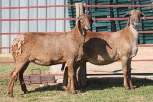 2X MEATMASTER NOT RECORDED EWE CORNE DU PLESSIS MEATMASTERS (Per animal to take the lot)