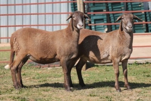 2X MEATMASTER NOT RECORDED EWE CORNE DU PLESSIS MEATMASTERS (Per animal to take the lot)