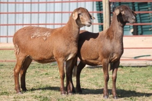 2X MEATMASTER NOT RECORDED EWE CORNE DU PLESSIS MEATMASTERS (Per animal to take the lot)