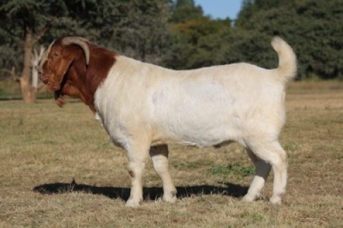 1X BOER GOAT STUD BUCK Maize Valley
