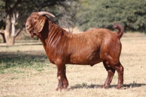 1X KALAHARI RED FLOCK BUCK Maize Valley