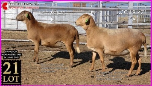 1 X MEATMASTER OOI SUPERIOR GENETICS - AANGETEKEN (Highest Bidder may pick first Round)