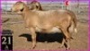 1 X MEATMASTER OOI SUPERIOR GENETICS - AANGETEKEN (Highest Bidder may pick first Round) - 3