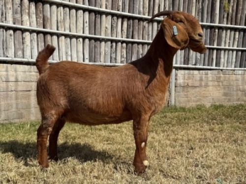 1X KALAHARI RED STUD DOE Karsten Boerdery Pty Ltd