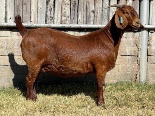 1X KALAHARI RED FLOCK DOE Karsten Boerdery Pty Ltd