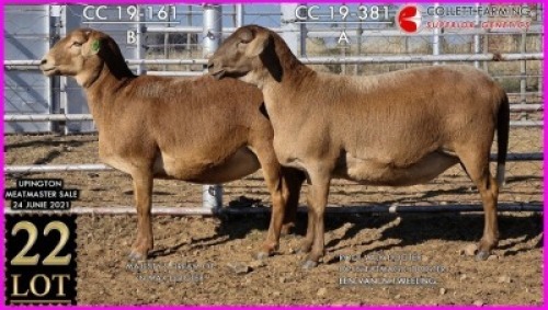 1 X MEATMASTER OOI SUPERIOR GENETICS - AANGETEKEN (Highest Bidder may pick first Round)