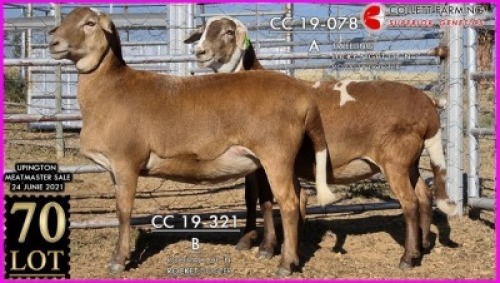 1 X MEATMASTER OOI SUPERIOR GENETICS - AANGETEKEN (Highest Bidder may pick first Round)