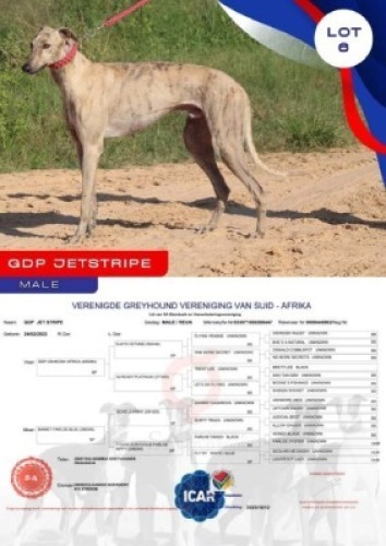 1X GREYHOUND GDP JET STRIPE MALE Kaingo Boerdery Nylstroom