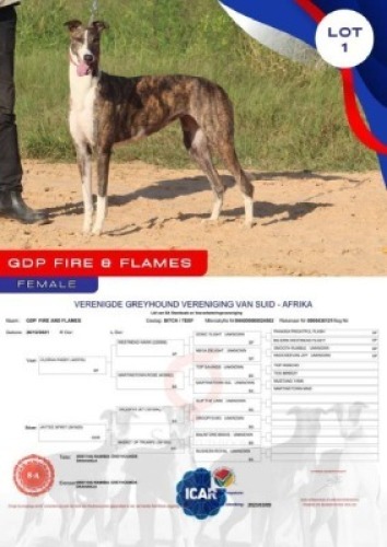 1X GREYHOUND GDP FIRE AND FLAMES FEMALE Namibia Greyhounds Okahanja