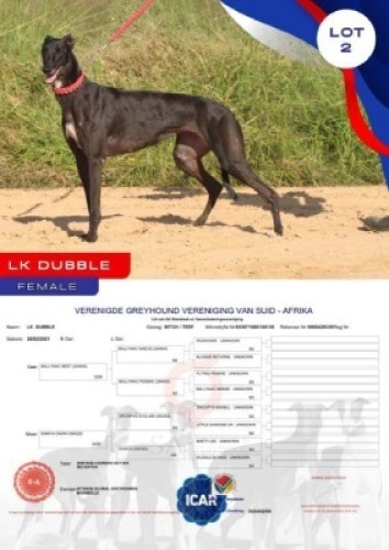 1X GREYHOUND LK DUBBLE FEMALE Global Greyhounds Modimolle