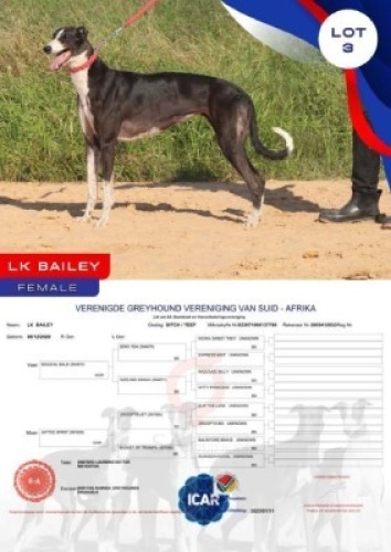 1X GREYHOUND LK BAILEY FEMALE Namibia Greyhounds Okahanja