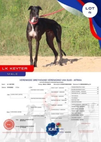 1X GREYHOUND LK KEYTER MALE Kaingo Boerdery Nylstroom