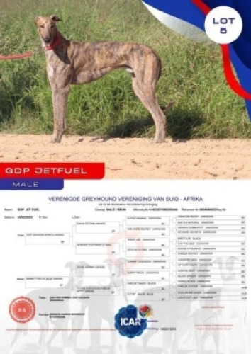 1X GREYHOUND GDP JET FUEL MALE Kaingo Boerdery Nylstroom