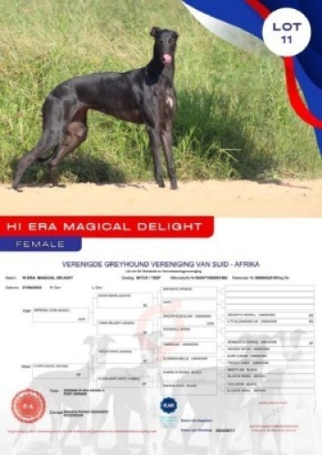 1X GREYHOUND HI ERA MAGICAL DELIGHT FEMALE Kaingo Boerdery Nylstroom